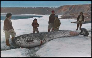 Image of Narwhal, Dead on the Ice